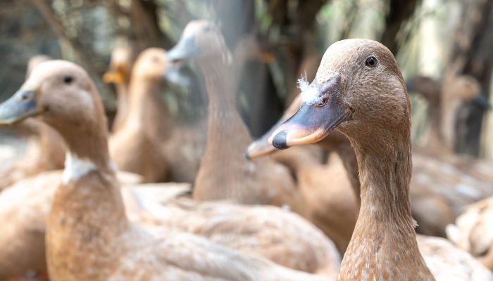 1784920991_vecteezy_the-large-group-of-healthy-brown-ducks-in-a-domestic-farm_22340663.jpg