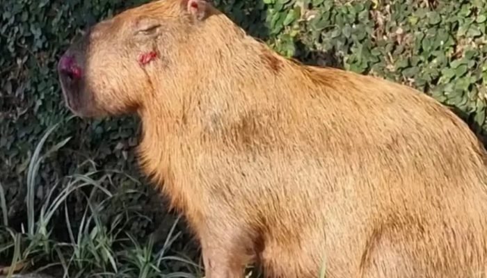 capivara-agredida-por-homens-foi-sedada-e-enviada-ao-veterinario-1774113402459_v2_750x421.jpg.jpg