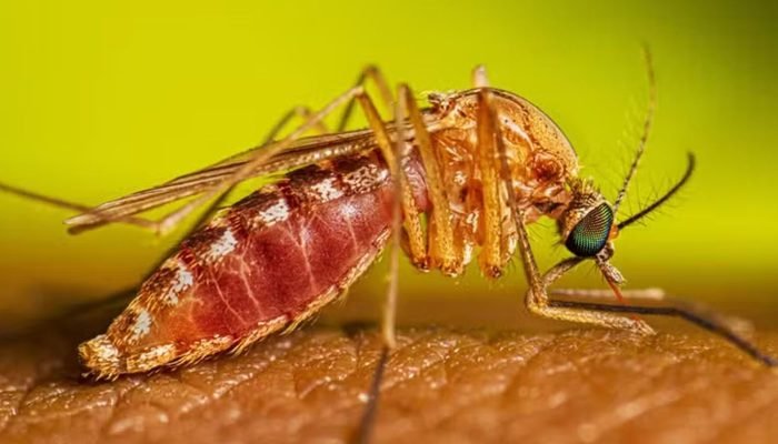 culex-quinquefasciatus-female-feeding-16-9.jpg