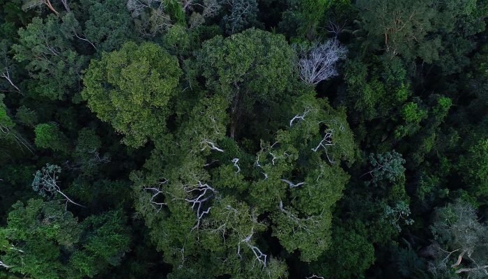 floresta_amazonica_vista_de_cima.jpg